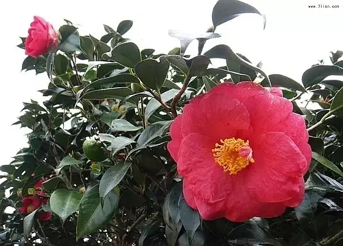 065427hwu6tzzbcswt9er9.jpg.thumb.jpg